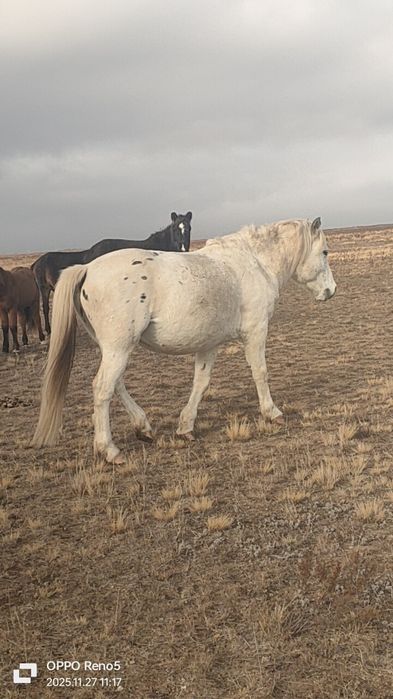 Айгыр сатылат.. .