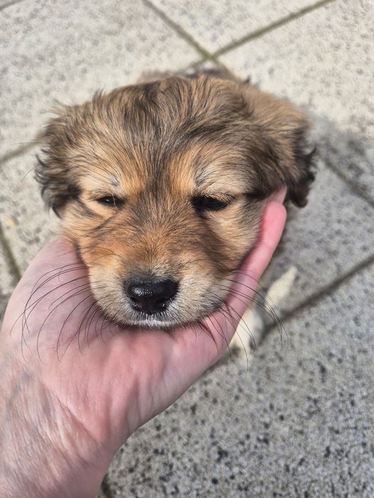 Catelus 2 luni pechinez