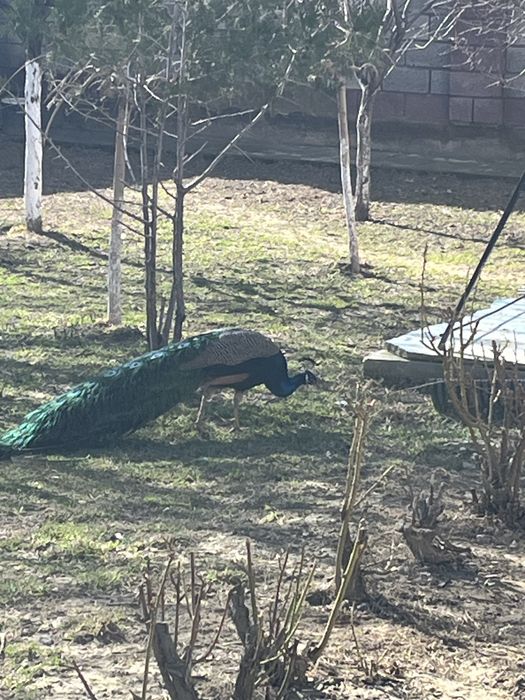 Павлин 4жылдық самец