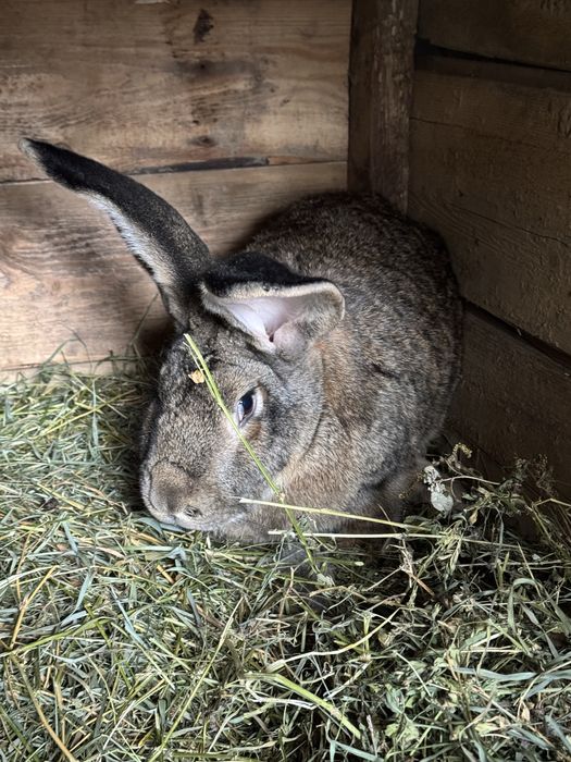 Vând femelă Uriaș German