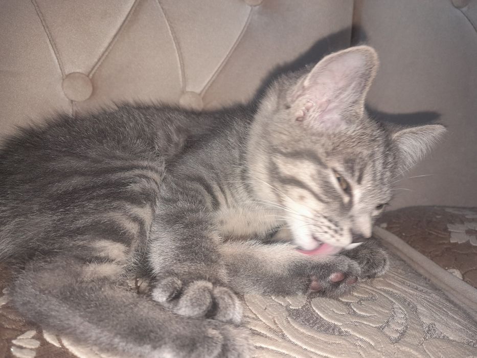 Кошка, девочка, приучена к лотку
