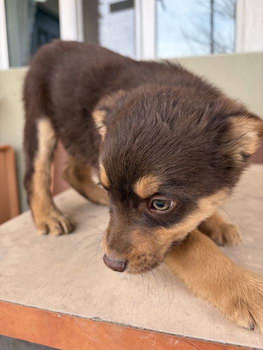 Отдам щенка в хорошие руки