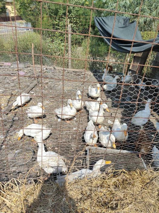 Rățoi pekin vând