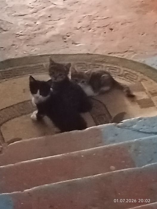 Отдам котят в добрые руки.
