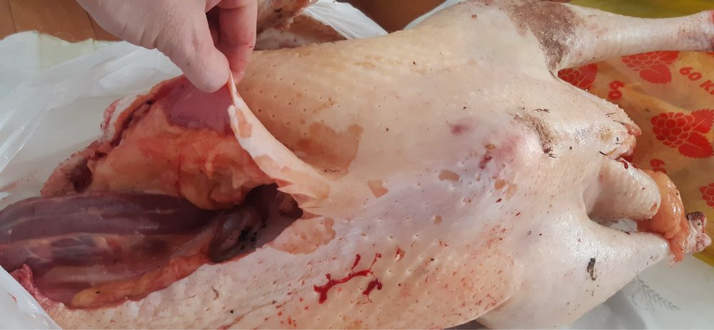 Мясо индюка домашний