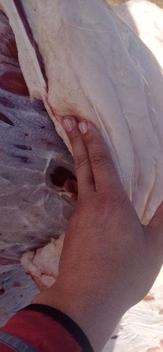 Соғым Согым Бүгінге дайын жылқы еті