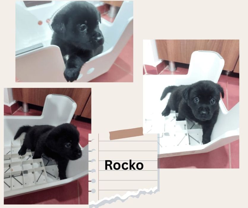 Adopţie căţeluși