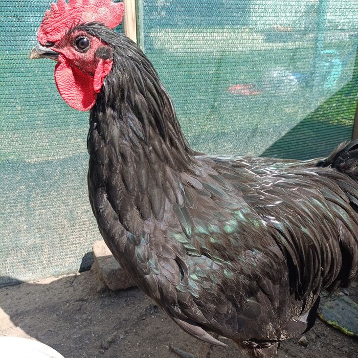 Vând/schimb cocoși Australorp negru