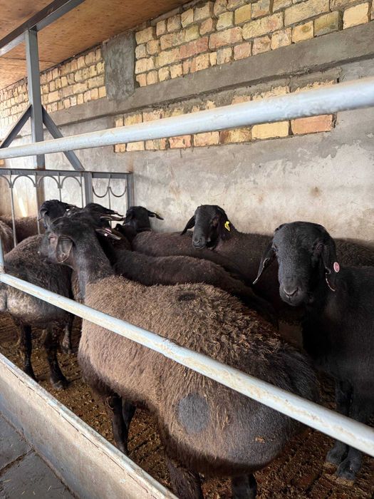 Qo'chqor, Qo'y, Qo'ylar, Кучкор, Куйлар