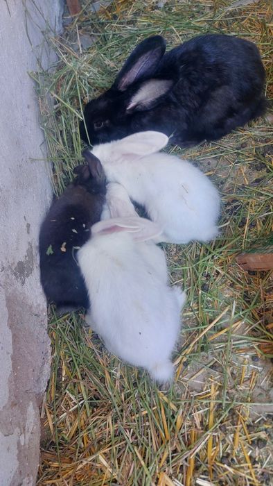 Крольчиха с крольчатами