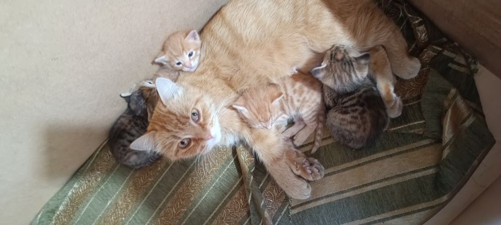Котята. даром.город.