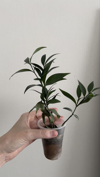 Рускус (иглица)