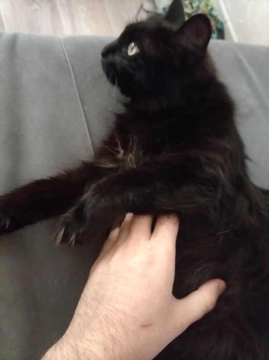 Отдам в добрые и заботливые руки двух котов