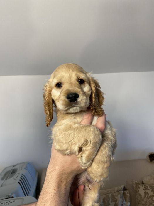Cocker Spaniel baiat