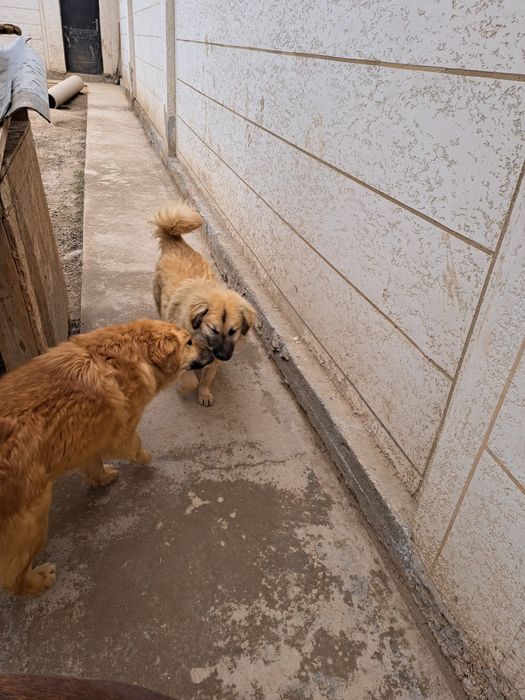 Собаки в хорошие руки