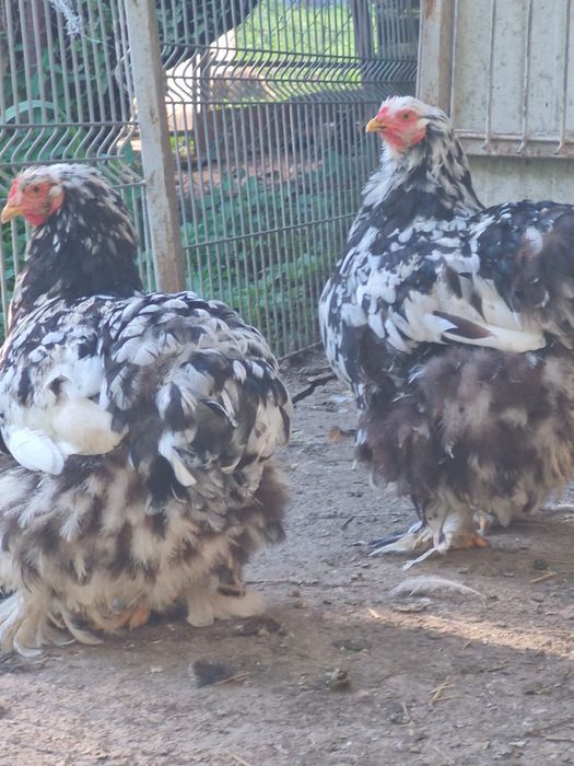 Vând familie Cochinchina Uriaș