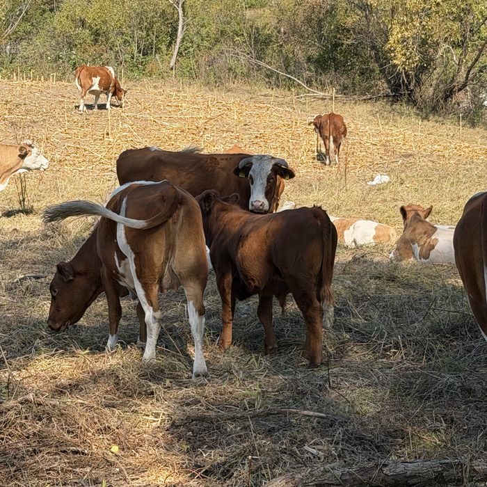 Taurasi baltata romaneasca, limousine