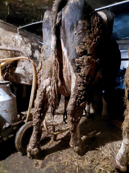 Vind vaci mai multe detalii în privat sau la telefon