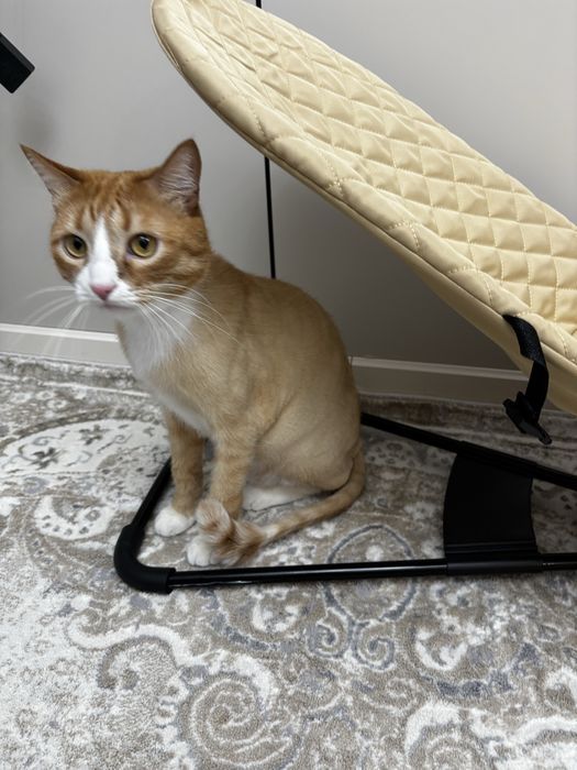 Отдам хорошего Кота