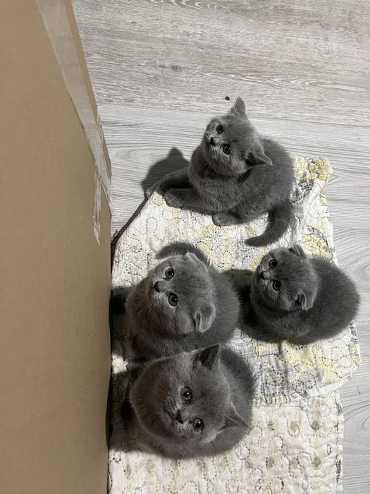 Вислоухие Шотландские котята