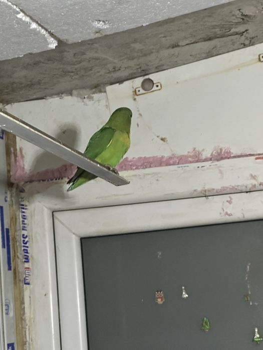 Agaponis  fisher superbi bucuresti