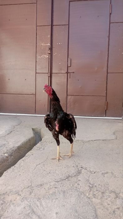 Dakan XOROZ sotiladi
