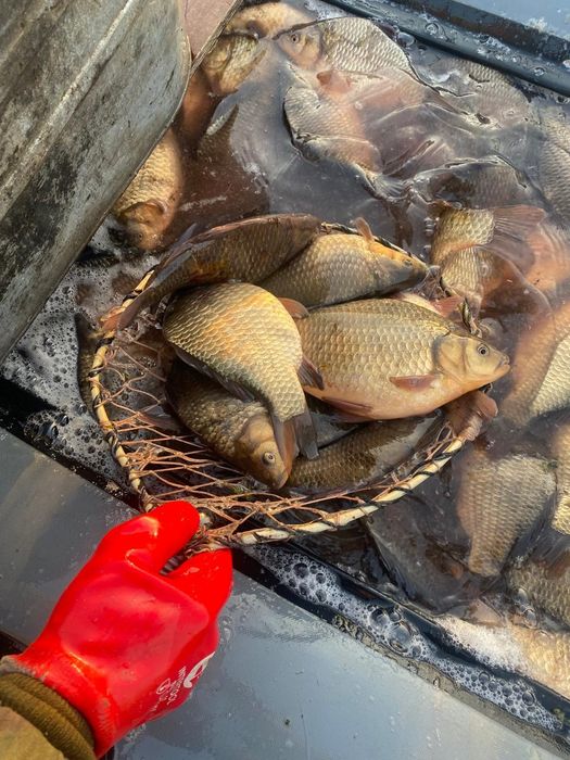 Карась ТОЛЬКО ОПТОМ!размер 6