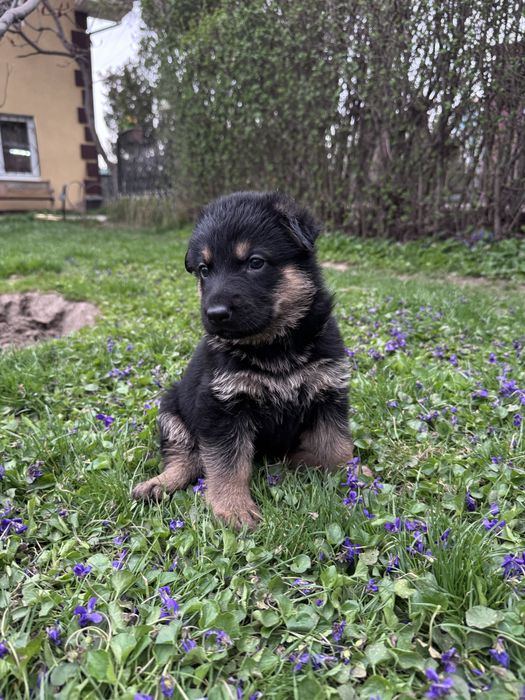 щенки немецкой овчарки