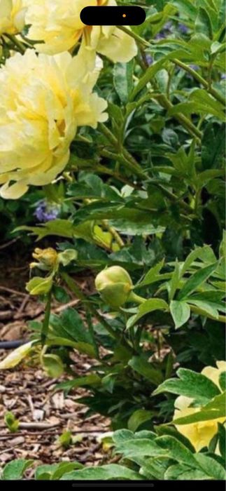 Rizomi dr bujori 25 lei buc