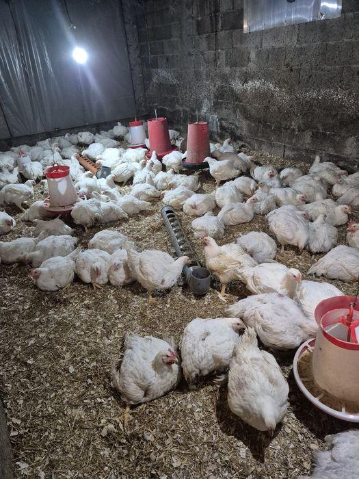 Pui de carne hrăniți natural