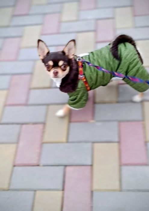 Щенок чихуахуа  девочка