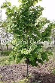 Vand puieti de arbori de mătase la ghiveci  și tei arginti la balot