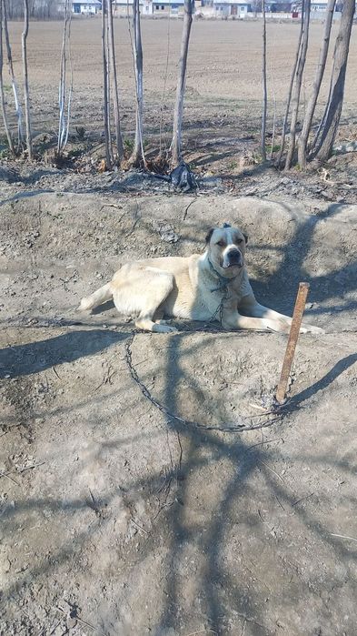 13 oylik chupon kuchuk