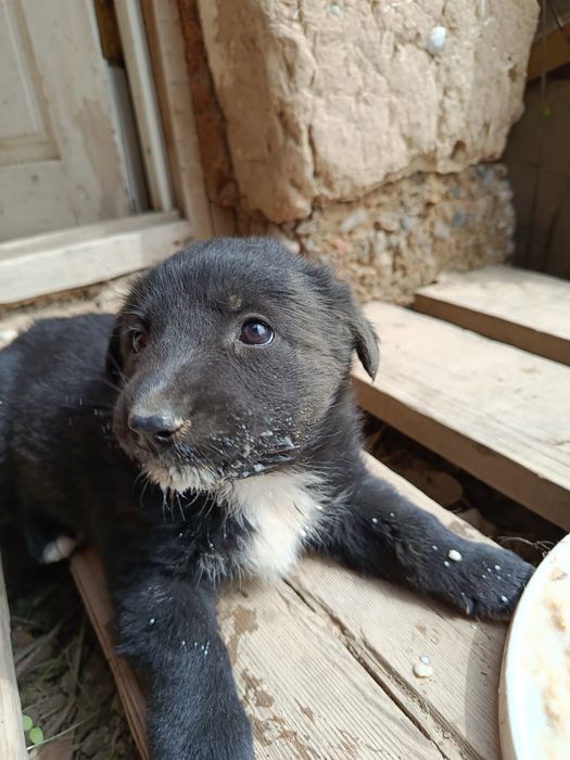 Щенки в добрые руки