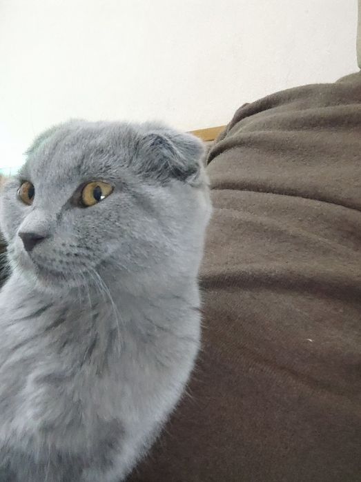 Продам котёнка вислоухий скотиш