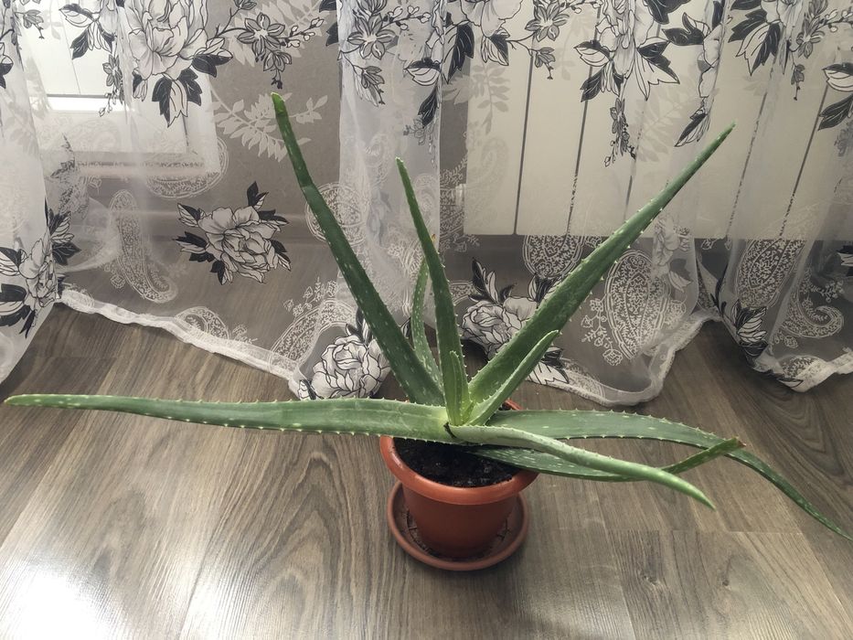 Алоэ разных сортов