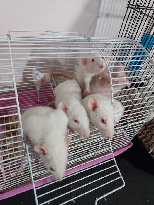 Крысы (домашние, ручные)