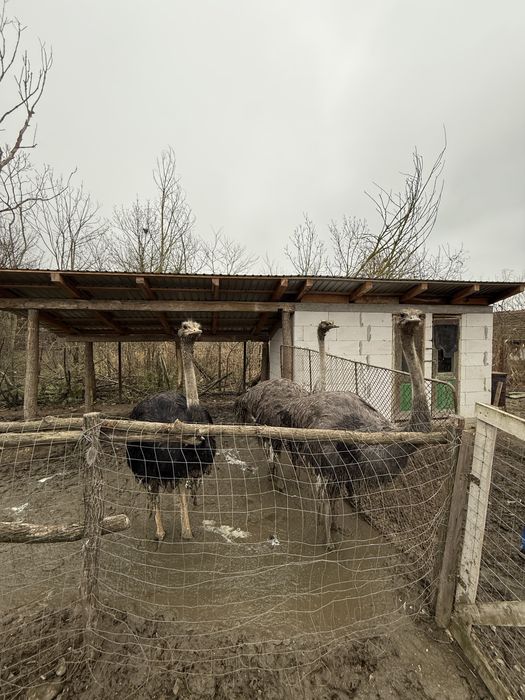 Vand Struti adulti 1 an si 8 luni