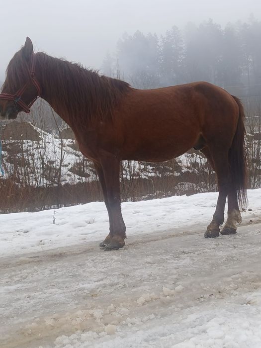 Vând  cal  de 6 ani mai multe detali la telefon