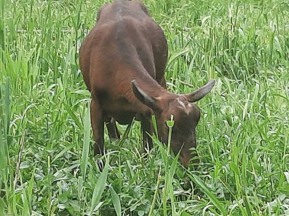 Mursiyana Granadina echkilari oilasi sotuvda