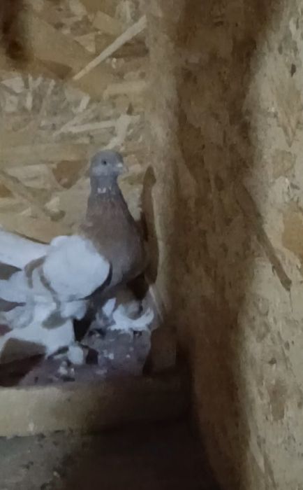 Продается голуби
