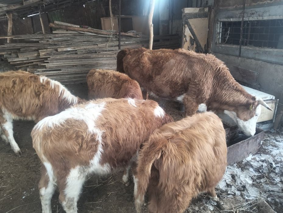 Бычок корова тиляат