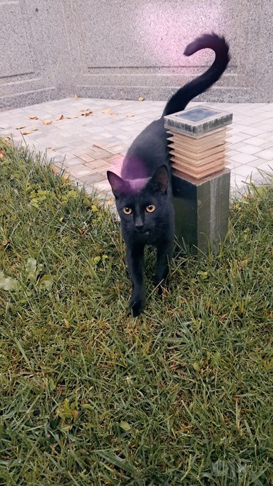 2 котёнка отдам даром.