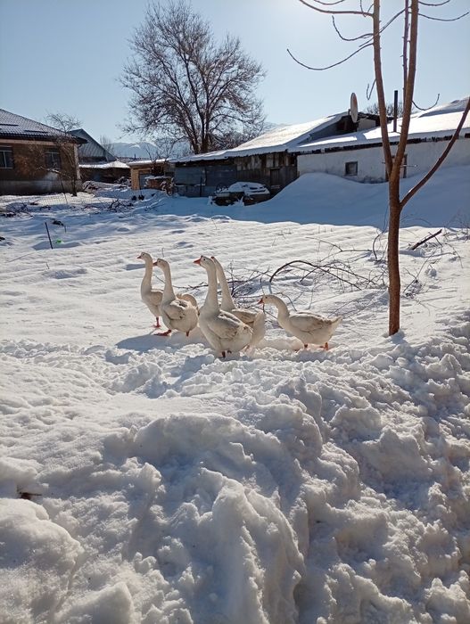 Каз сатылады бағасы келісімді