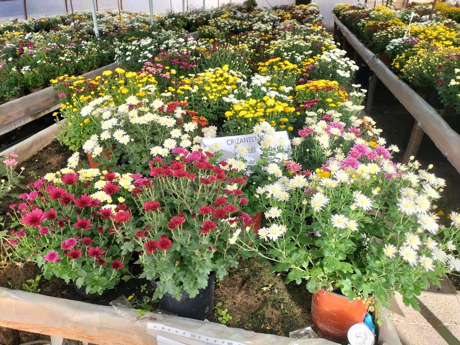 Vând crizanteme multiflora