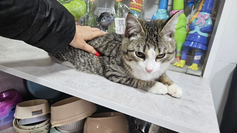 Отдам котёнка бобтейл 6 месяцев