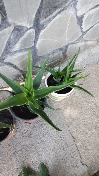 Aloe Vera de vânzare