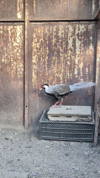 Фазаны серебряный и королевский