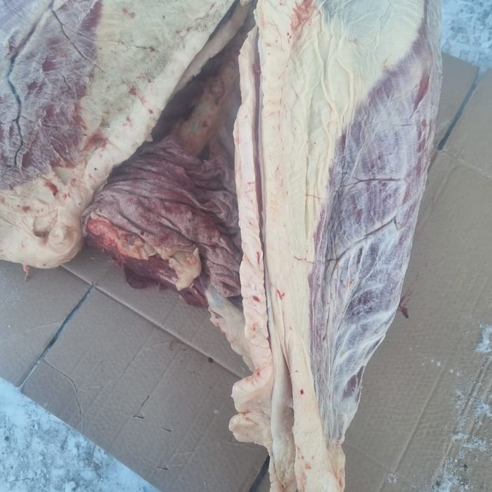 Продам согым конина