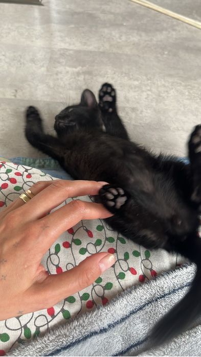 Котенок мальчишка озорник ищет дом